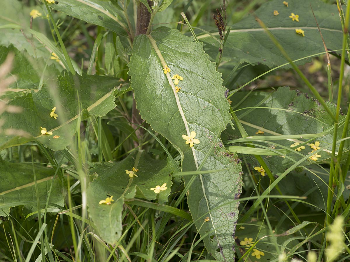 Verbascum lychnitis